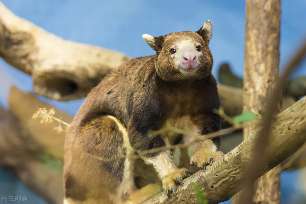 袋鼠会爬树么,袋鼠为什么在桉树上