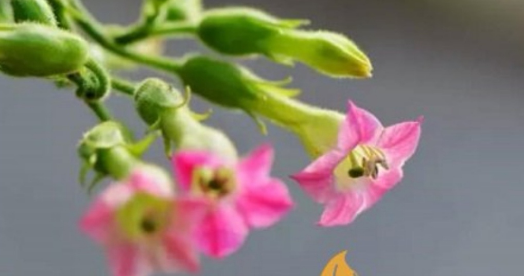 为什么我不吸烟？看看我的经历