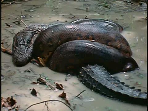海洋霸主亚马逊真的存在吗,鼍科之王