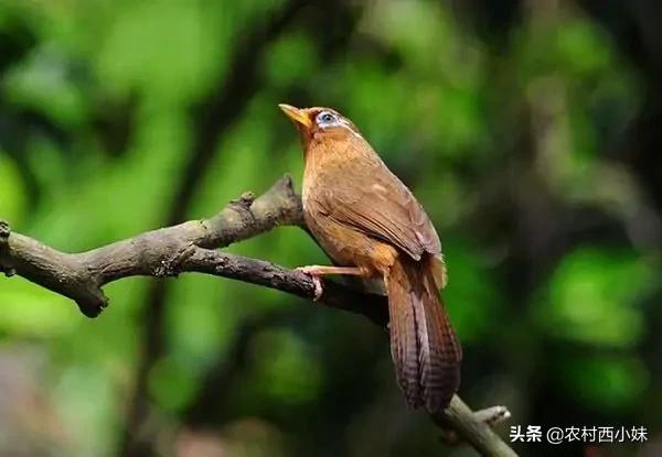 如何判断画眉鸟叫的好坏,如何判断画眉鸟食好不好