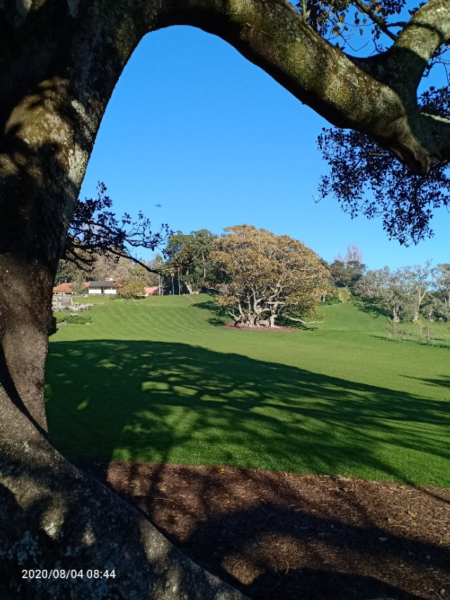 一树山,我的精神家园