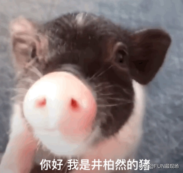 井柏然抖音小猪,井柏然给白敬亭送小猪佩奇