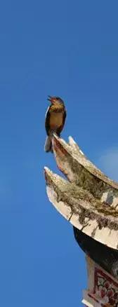 厦门精绝古城,离厦门1.8公里的地方