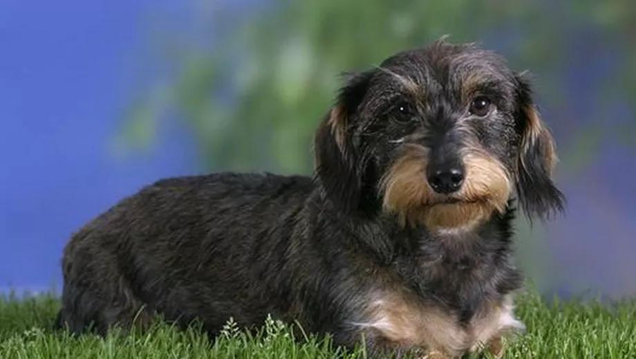 哪些狗狗适合新手养小型犬,最适合新手养的狗狗