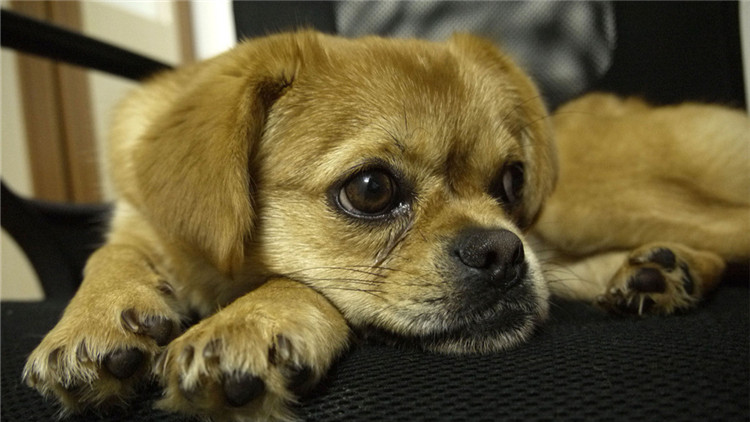 给狗驱虫狗为什么还会有跳蚤,给狗驱虫会导致拉稀吗