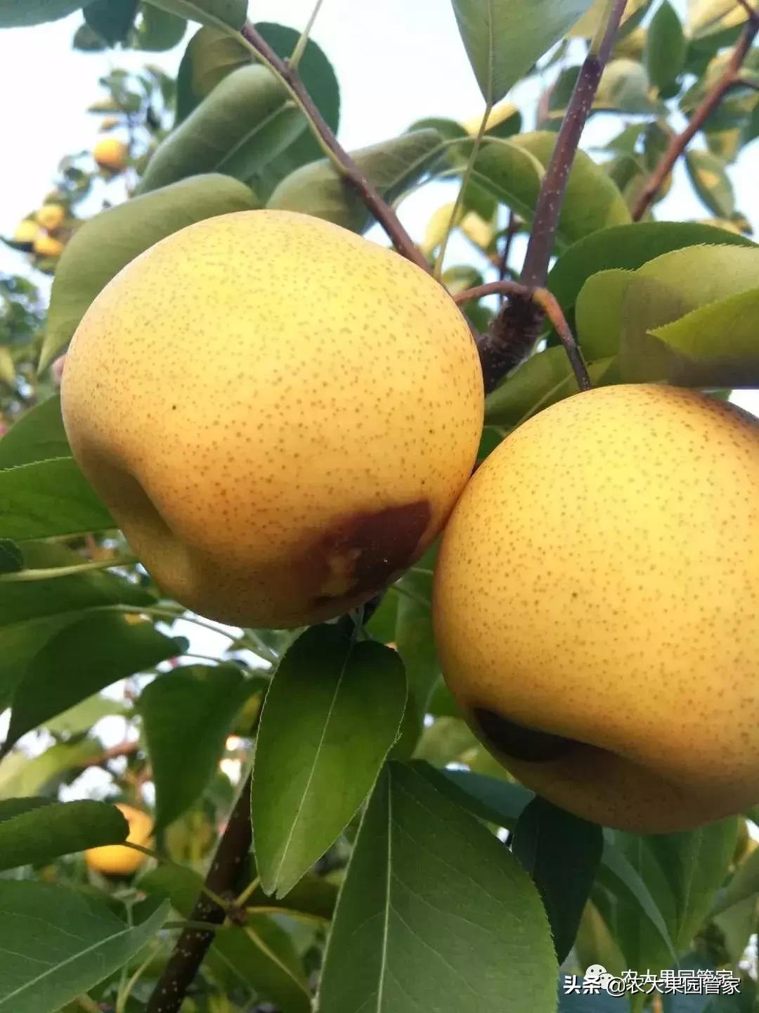 果实蝇对脐橙花有危害吗,果实蝇防治最有效方法