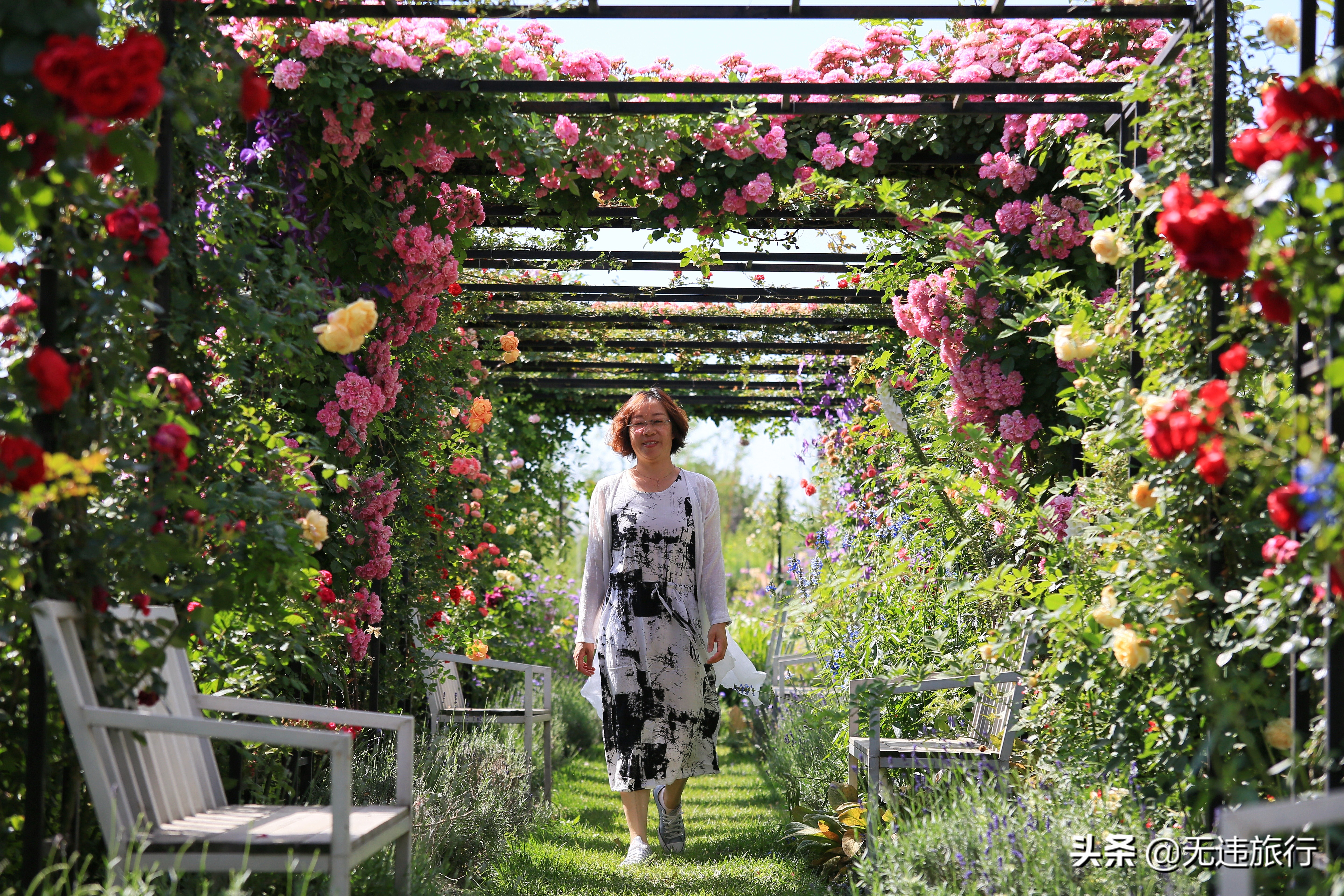 大理网红打卡地草场,大理网红打卡地猫米花园