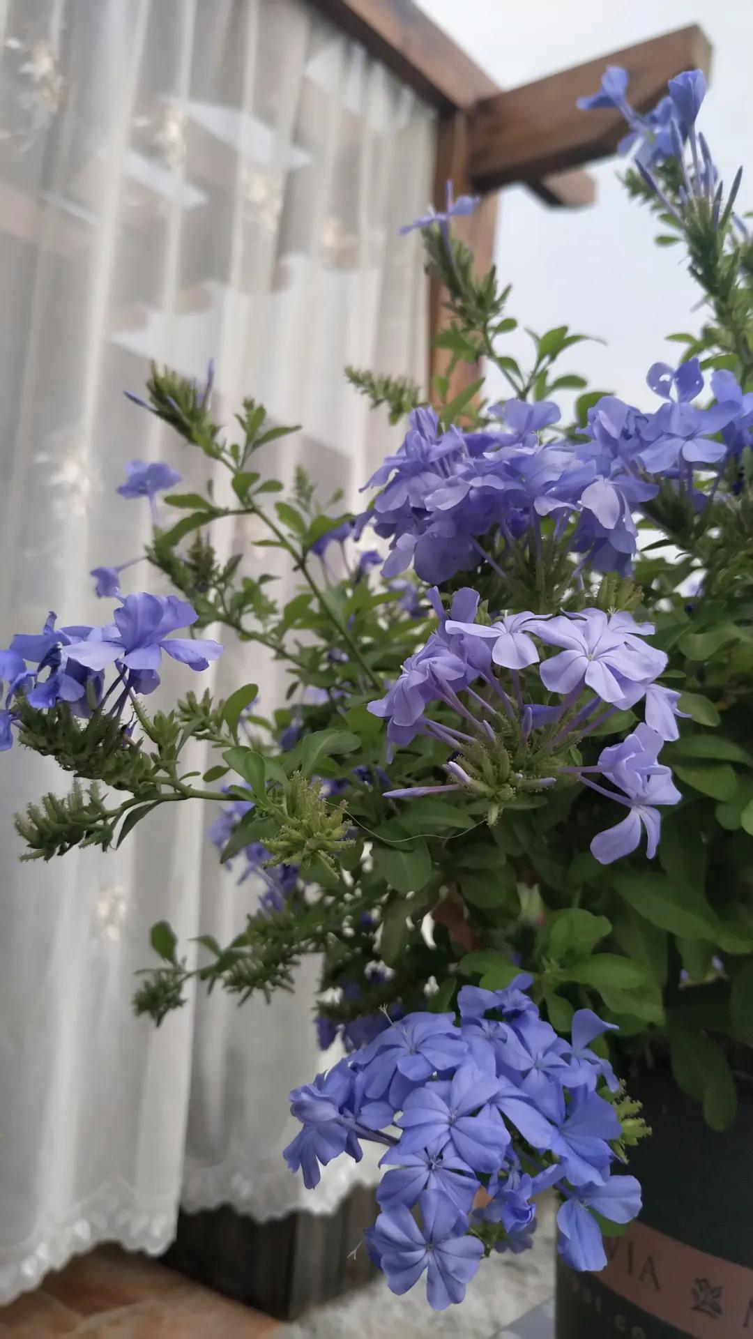 “雪”花那个PiaoPiao，这个世界真好