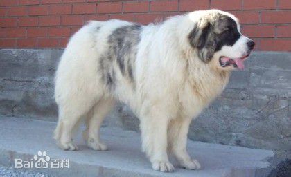 宠物狗大全免费观看,什么狗最好养又听话又聪明大型犬