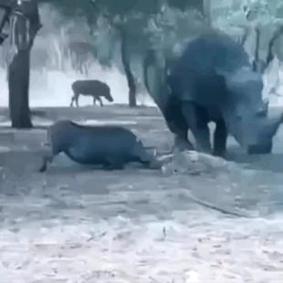 主人在背后吓唬狗子,主人在后面吓狗狗