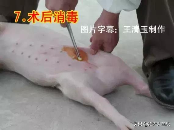 母猪做手术教程,小母猪去势能和疫苗同时进行吗