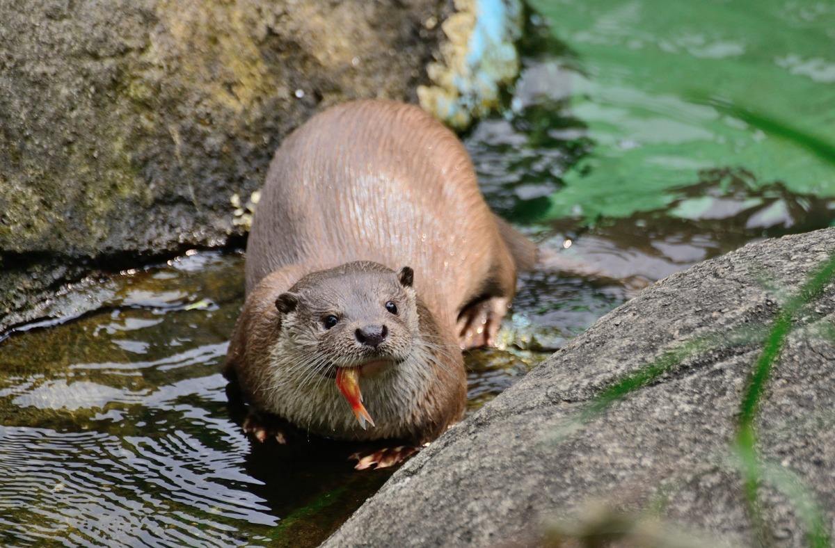 网友野外偶遇不明生物,野外偶遇小水獭