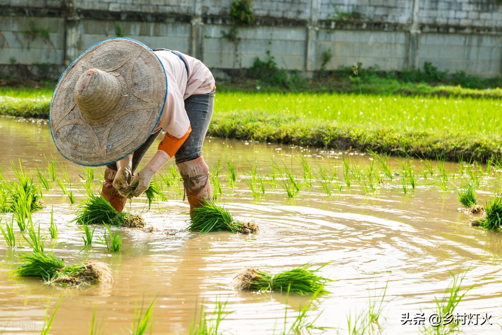 高杆水稻的优点,高杆水稻种植技术