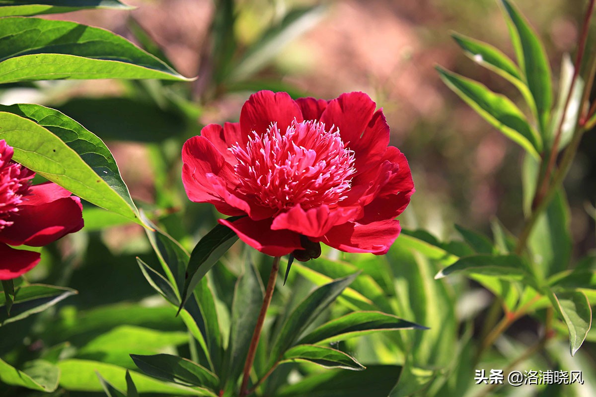 大院绿化的回忆——顺便看看院里的芍药定个究竟有多少种？