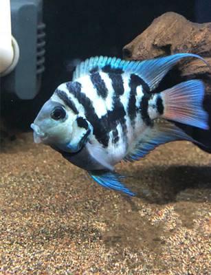 怎么养鱼可以杜绝寄生虫,养鱼怎样防止鱼身上有寄生虫