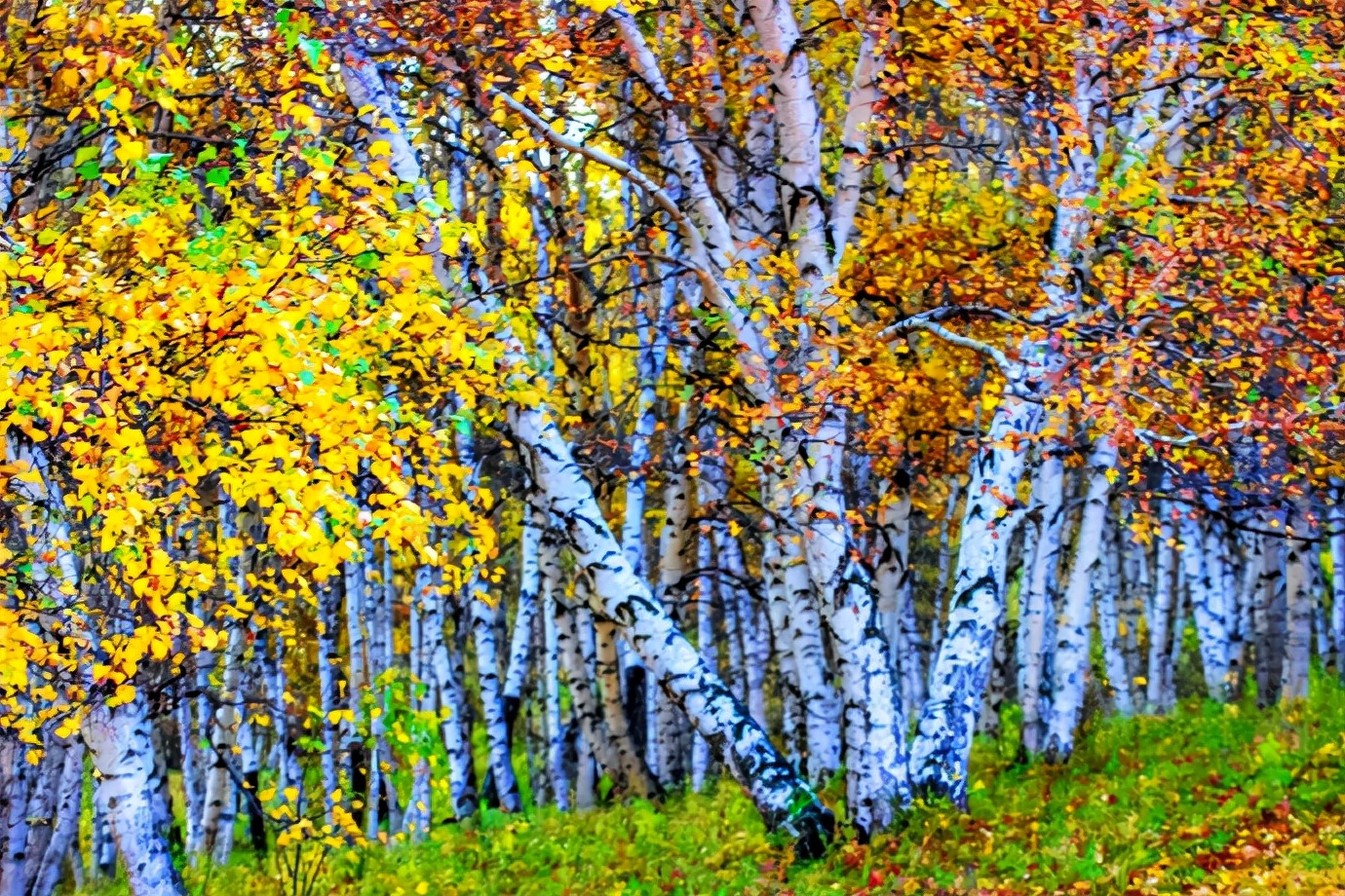 秋季最美的白桦林风景,坝上草原白桦林秋色图片