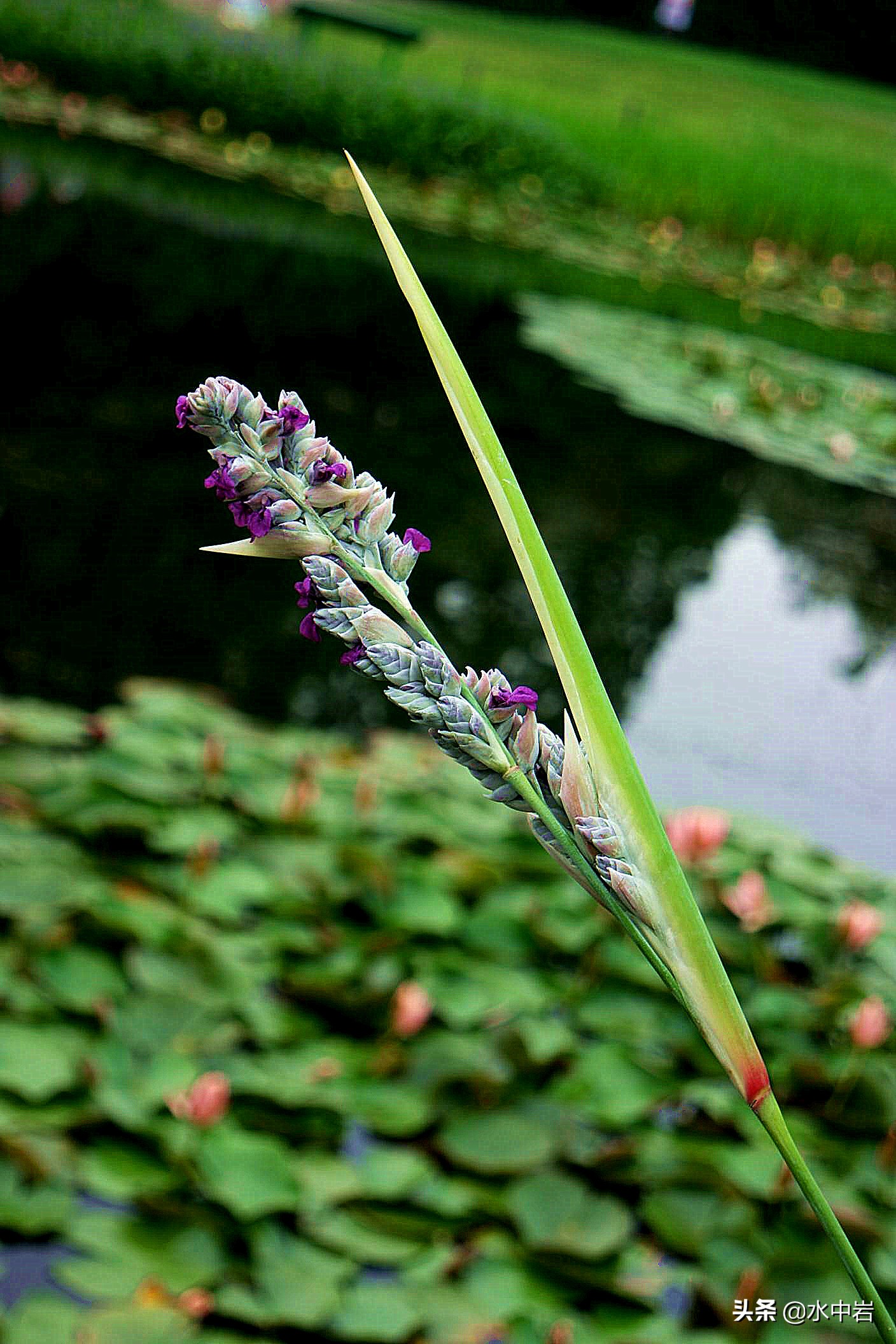 长江流域发生了几次大型洪涝灾害,江苏历史上遭遇的洪水