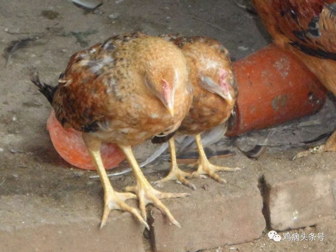 肉鸡腺胃炎的症状及治疗方法,鸡腺肌胃炎的症状和治疗方法