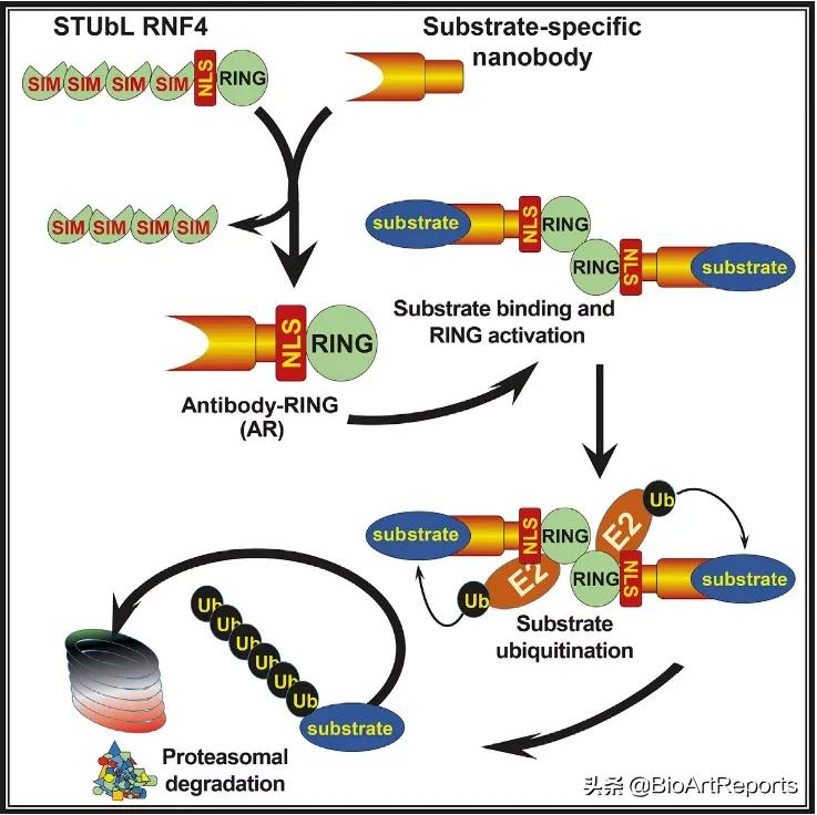 纳米抗体的生物合成,纳米抗体基本原理