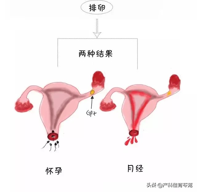 不来月经会加速衰老吗,48岁不来月经了会快速衰老吗