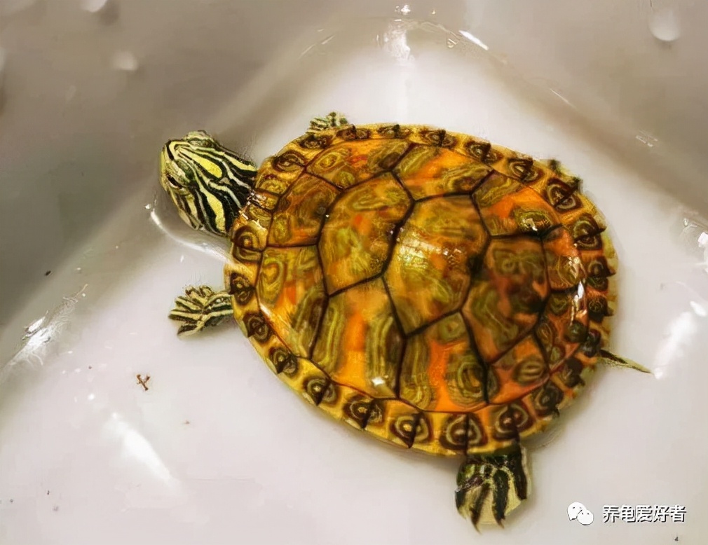 蛋龟冬眠好还是加温好,幼龟适合冬眠还是加温过冬