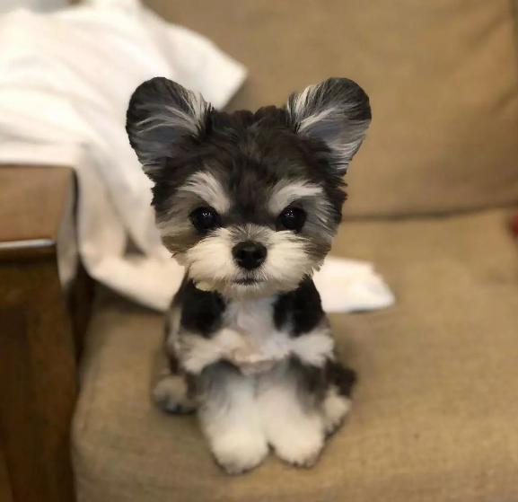 雪纳瑞犬一次吃多少狗粮,雪纳瑞成犬一顿饭吃多少