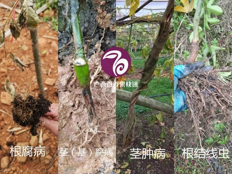 百香果容易得什么病害,百香果容易坏怎么办