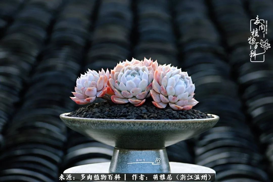 多肉最美的季节已来到,多肉最美的季节来临