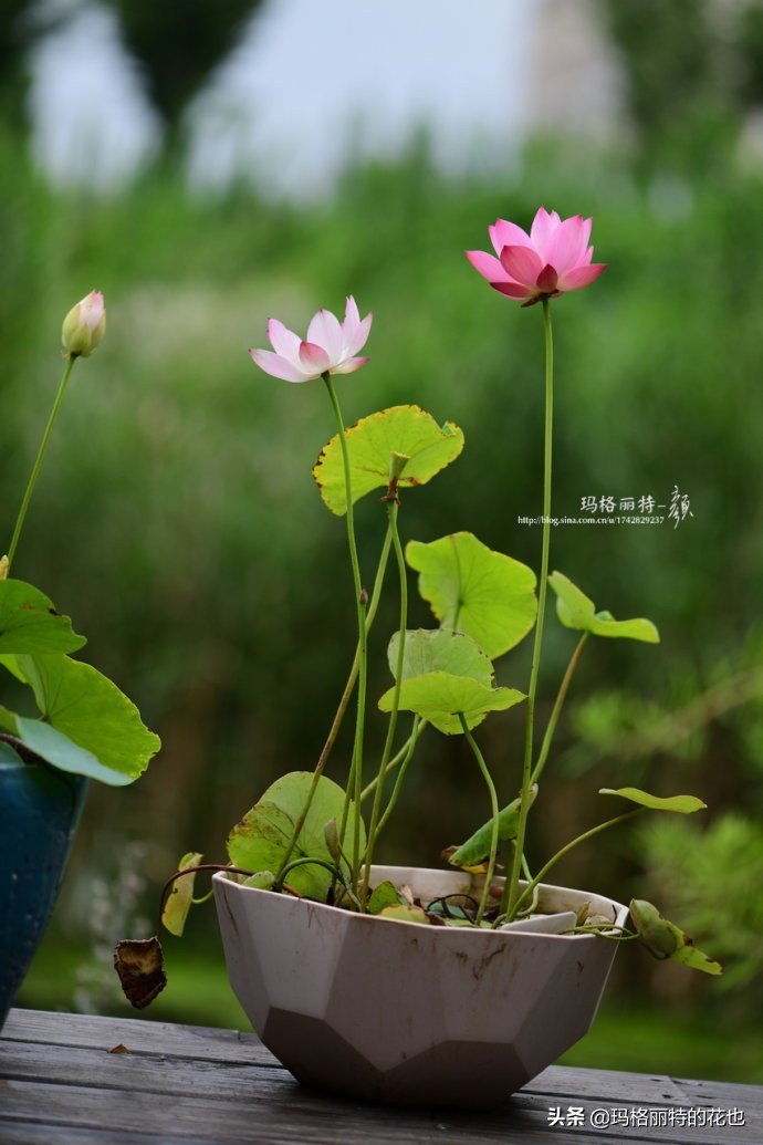 碗莲种子种植步骤及注意事项,碗莲种植方法超简单的快来看看吧