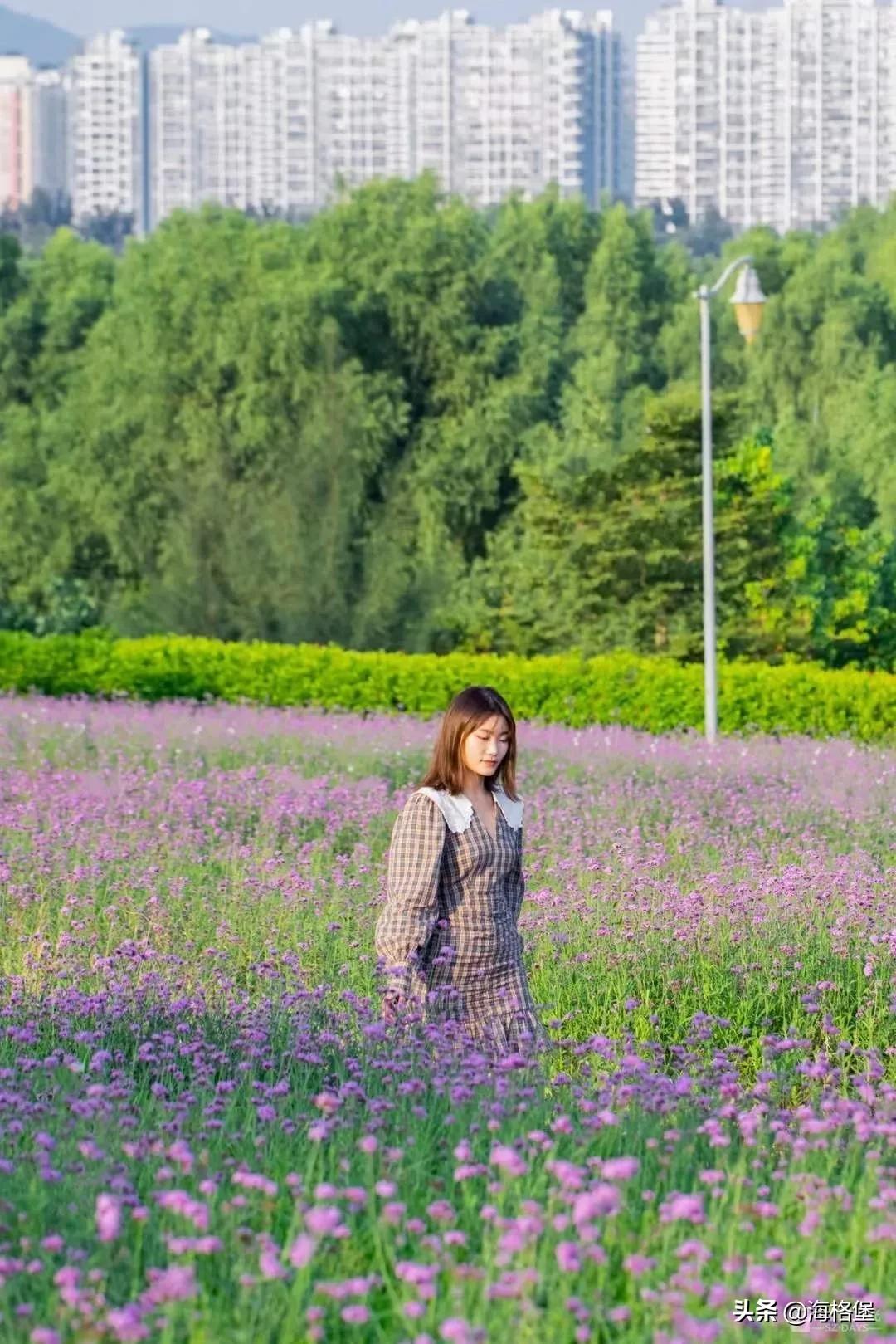 绱壊姊﹀够鑺辨捣鍏洯,娣卞湷鏅綏鏃烘柉2024绱壊鑺辨捣