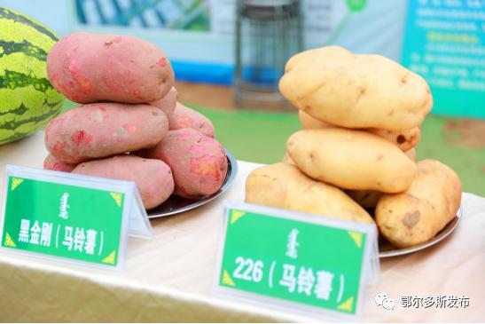 超燃！丰收的的鄂托克前旗美了美了~