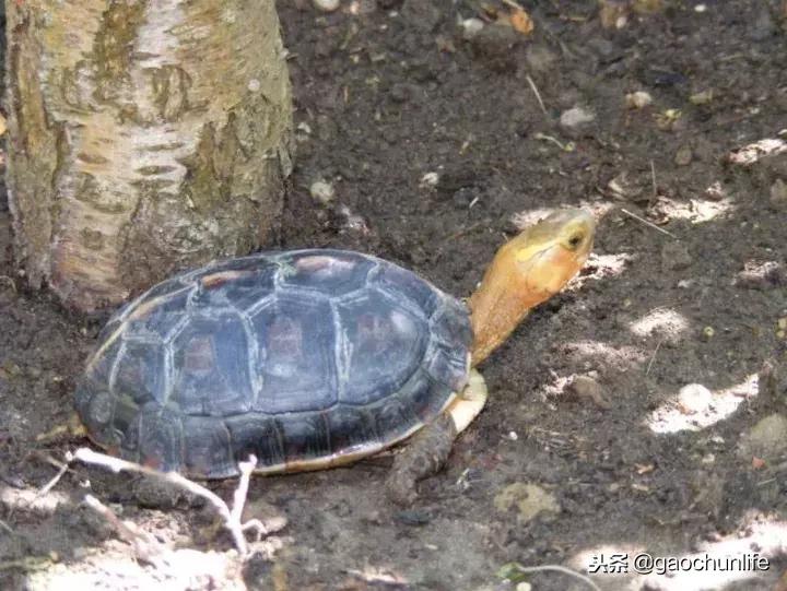黄缘龟新手指南,怎么挑选黄缘龟