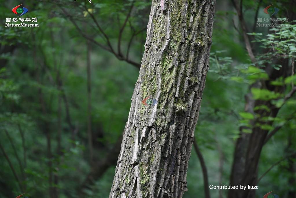 北方常见的楸花类树种,北方常用绿化植物