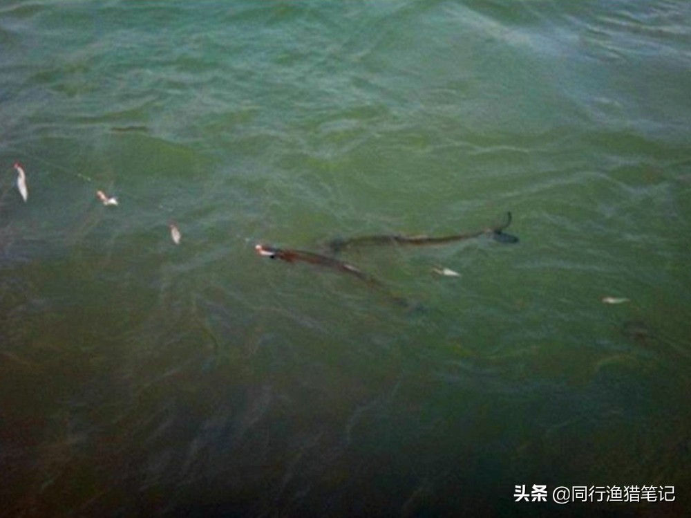 路亚串钩的钓法和技巧,路亚串钩钓法用几号钩