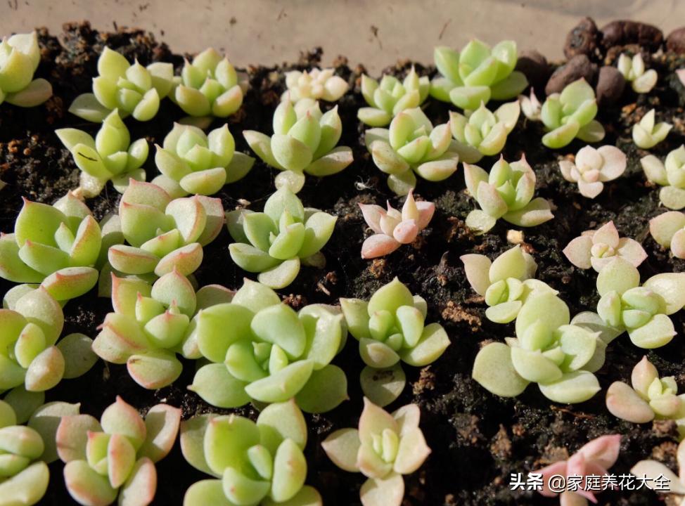 发芽最快的多肉种子,多肉种子发芽生长过程