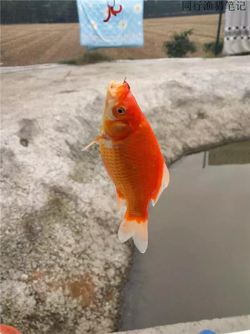 2019钓鱼日志,钓鱼笔记1