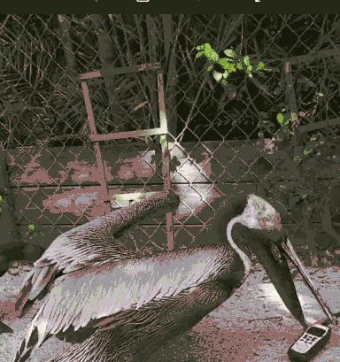 万物皆可吞的鹈鹕,鹈鹕万物皆可吞