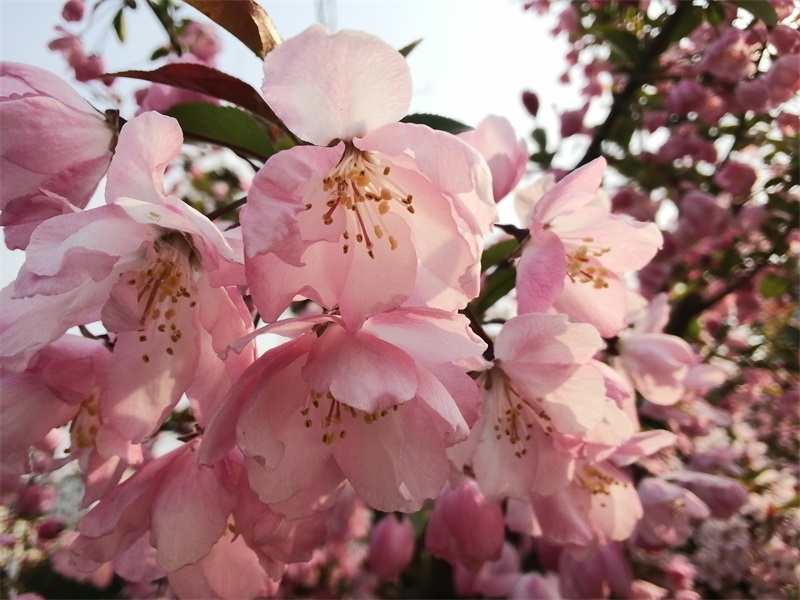 荣耀平板5的优缺点,gputurbo技术加持与高通对比