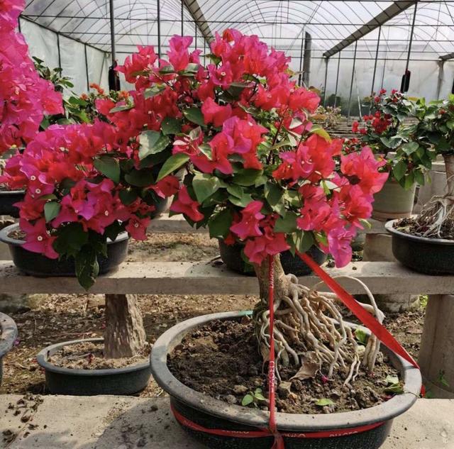 普通三角梅怎么样养成盆景,家庭养好三角梅的诀窍