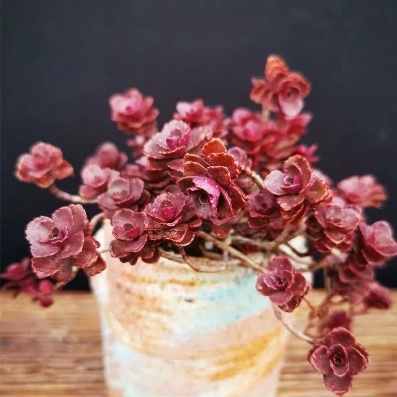 八种好看又好养的多肉，看看你家养了几种？