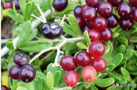 童年野果子,儿时的野果子总让人回味无穷