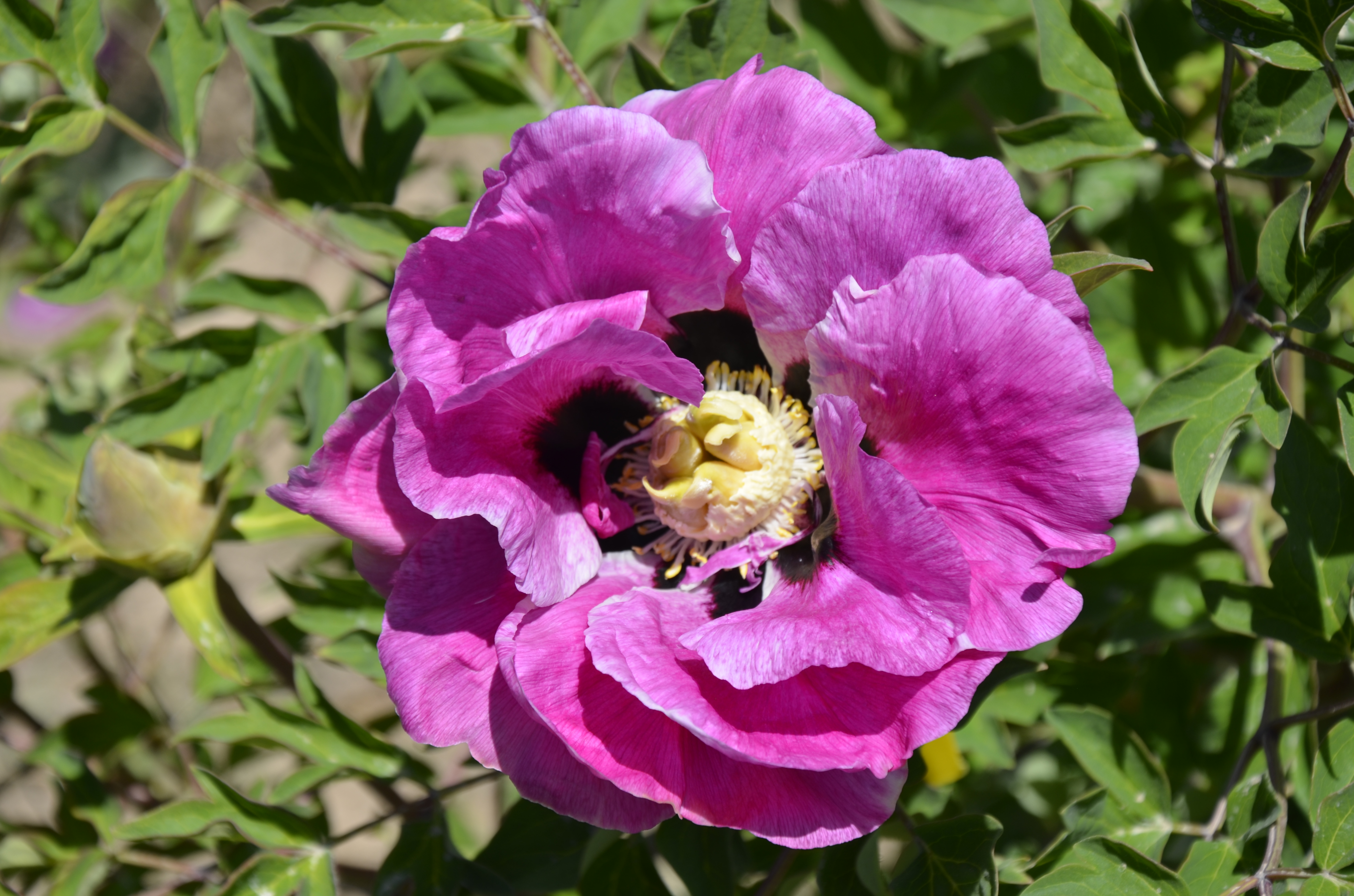 牡丹，熟悉而陌生——“花王”的前世今生，带你重新认识牡丹