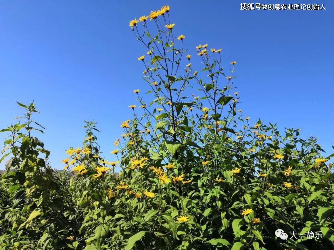 盆栽洋姜的方法,家庭种洋姜的正确方法