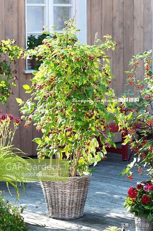 盆栽树莓能结多少果,盆栽果树一年可以长多高