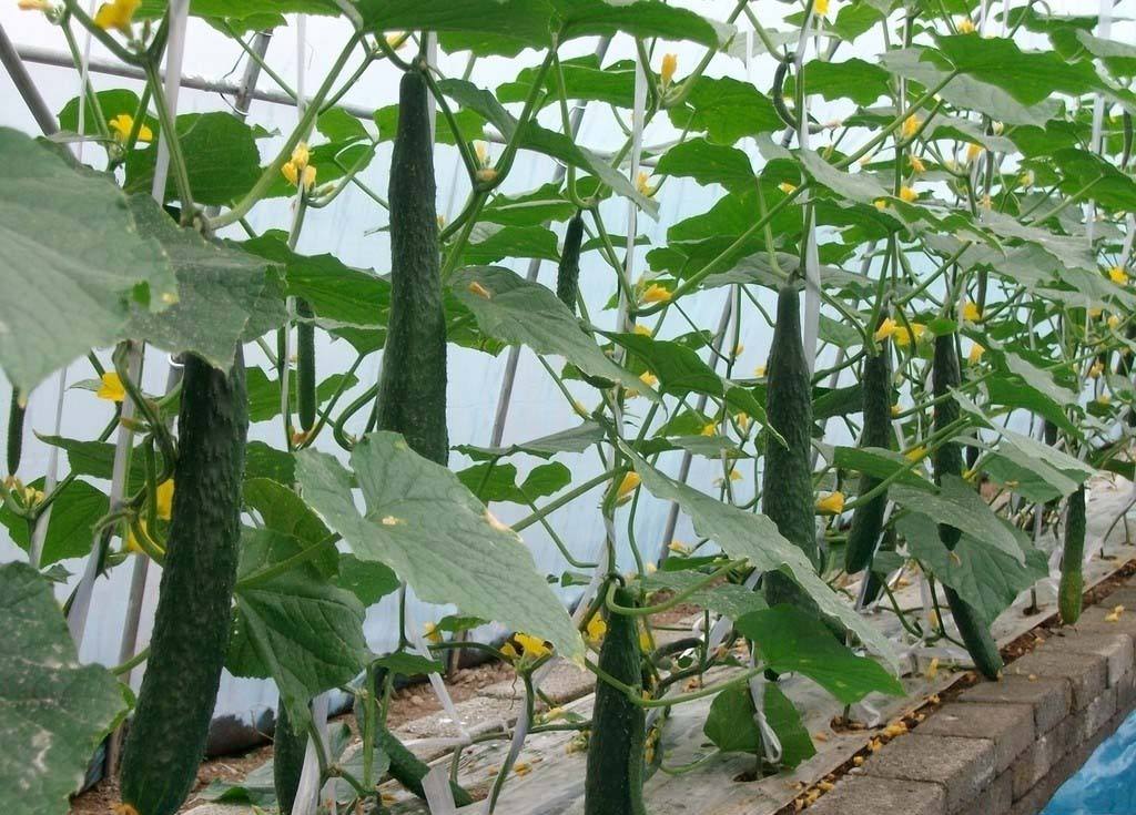 大棚蔬菜种植高效技术,大棚蔬菜种植新技术大全