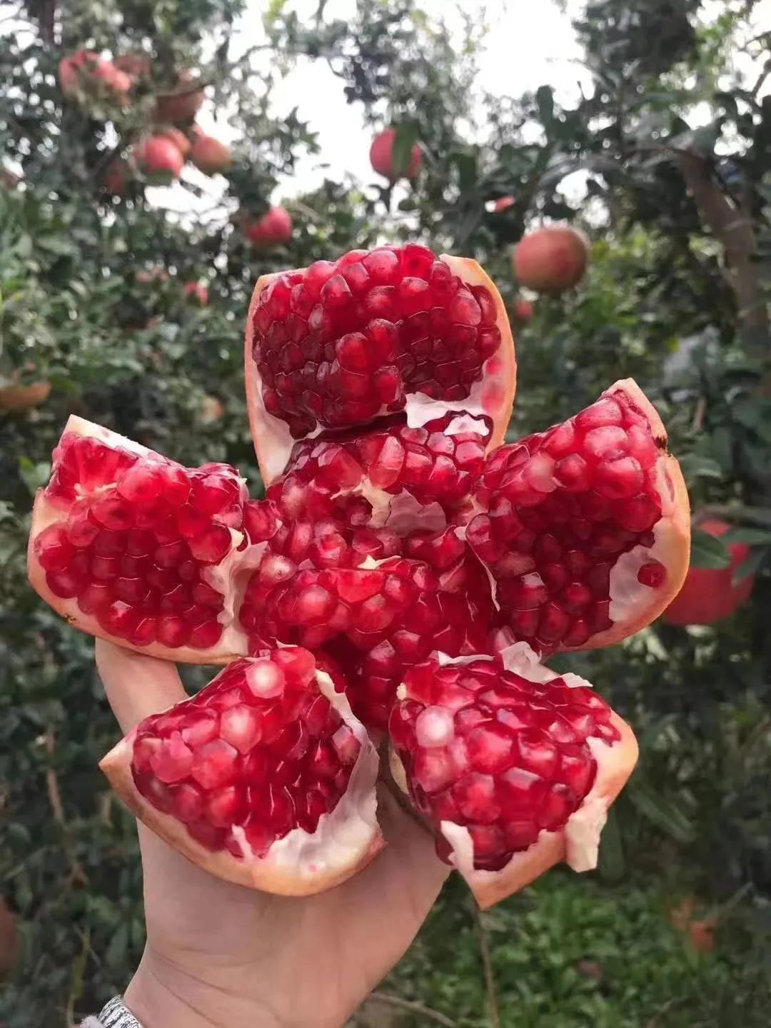 突尼斯软籽石榴树苗直播间,突尼斯软籽石榴树几月份开花