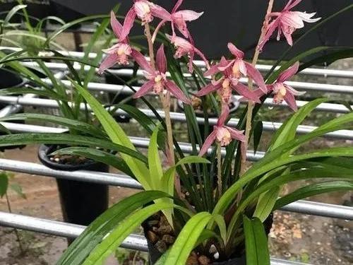 什么兰既好养开花又香,最好养的兰花四季兰介绍