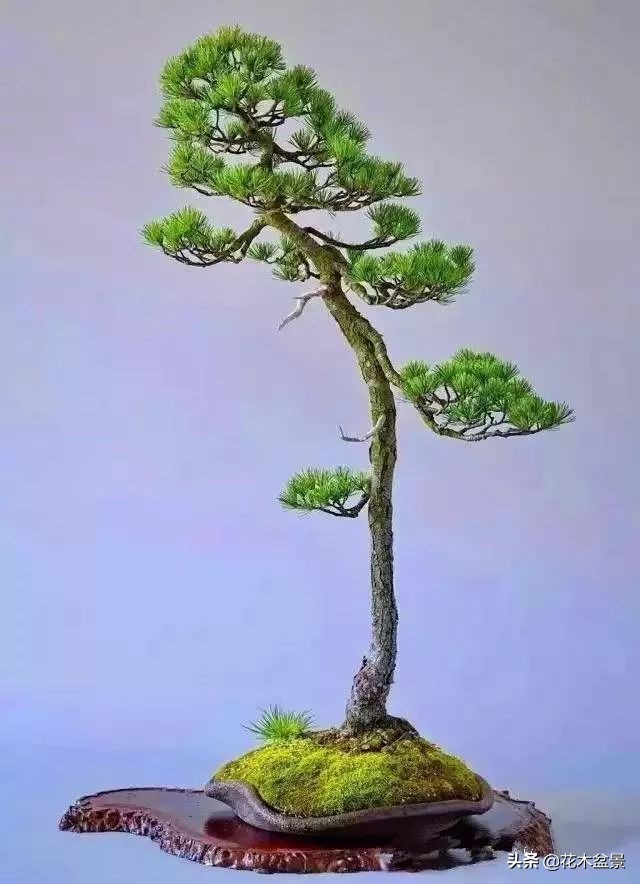 文人树盆景，宣泄一种情绪，吐露一种幽愤