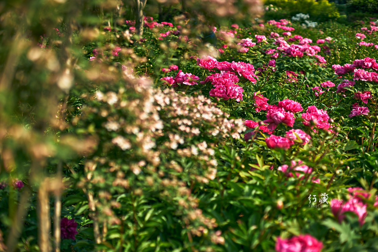 牡丹盛开的地方牡丹园,牡丹园牡丹花竞相绽放