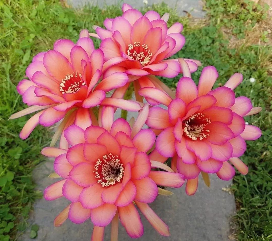 100种仙人球开花图鉴，平时丑丑的它们，开起花来，惊艳